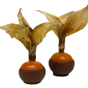 Physalis Au Chocolat